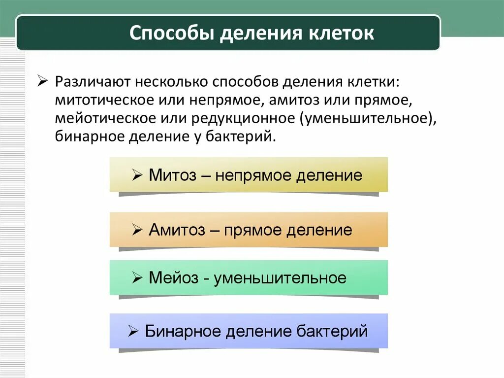 1 способы деления клеток