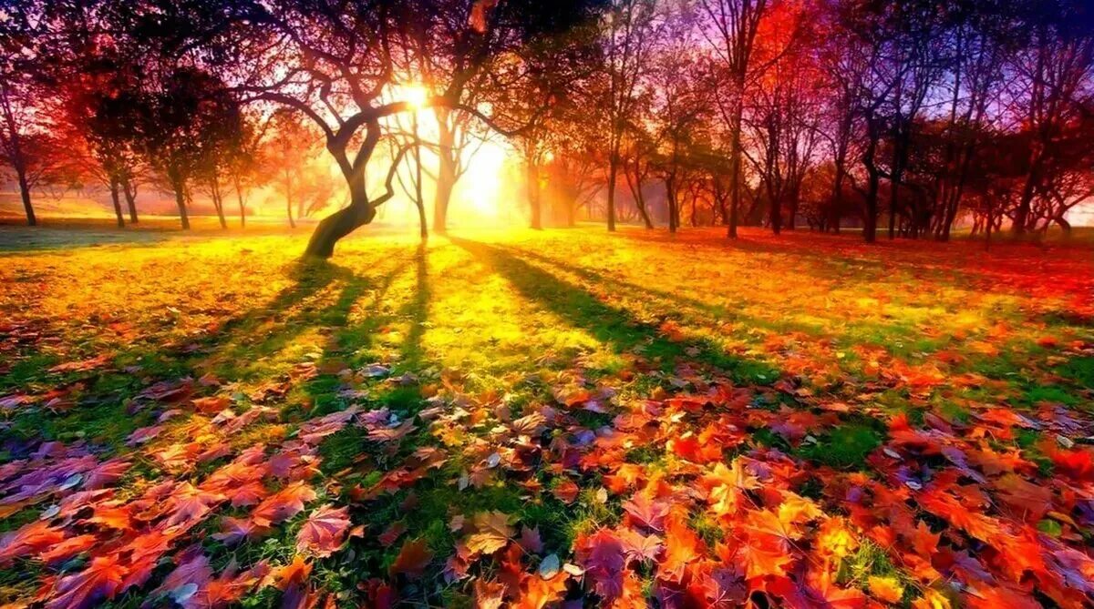 Autumn live