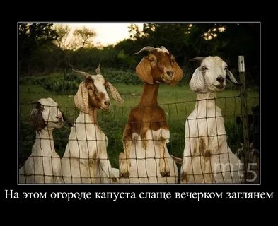 В чужом огороде