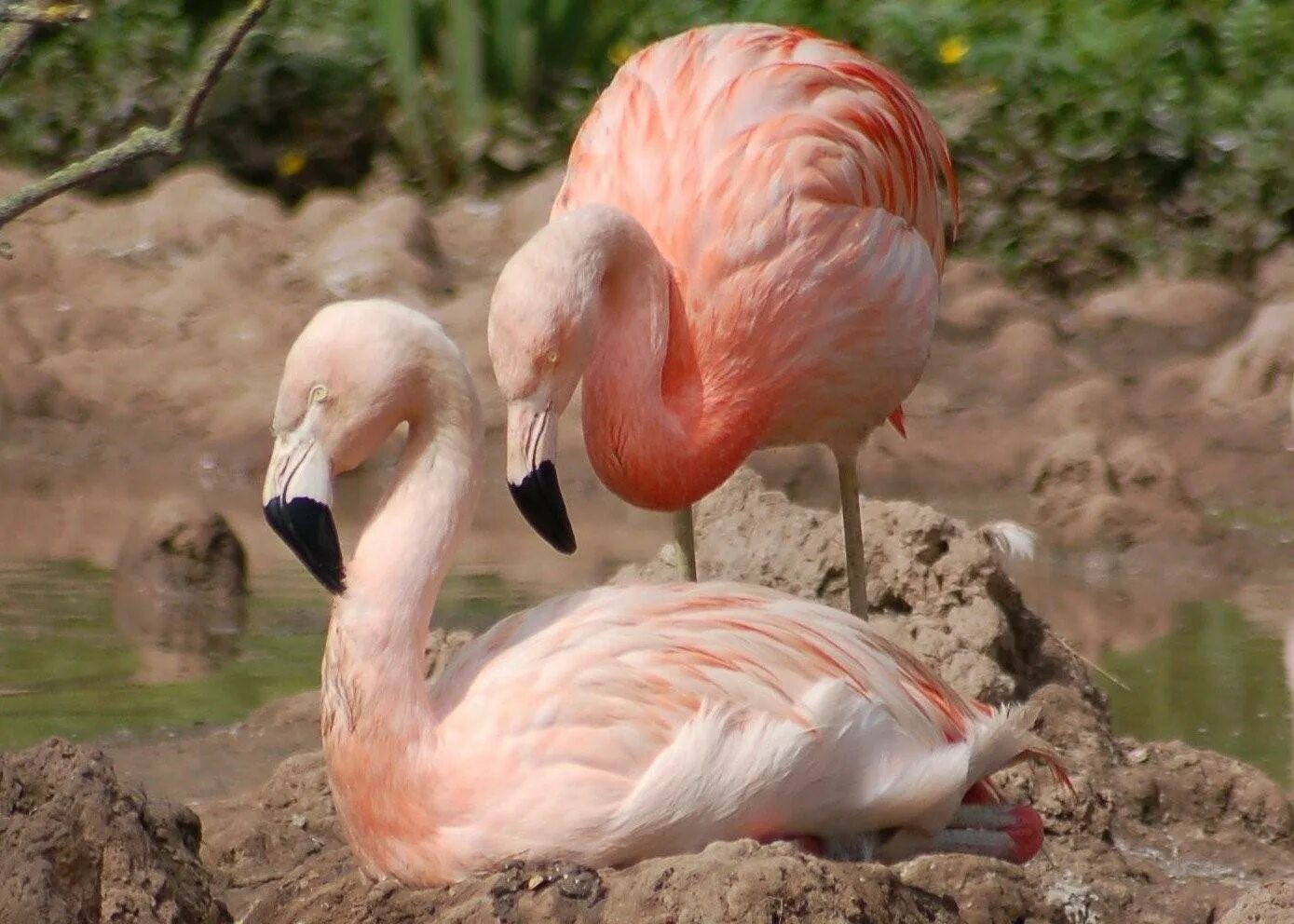 Фламинго абхазия