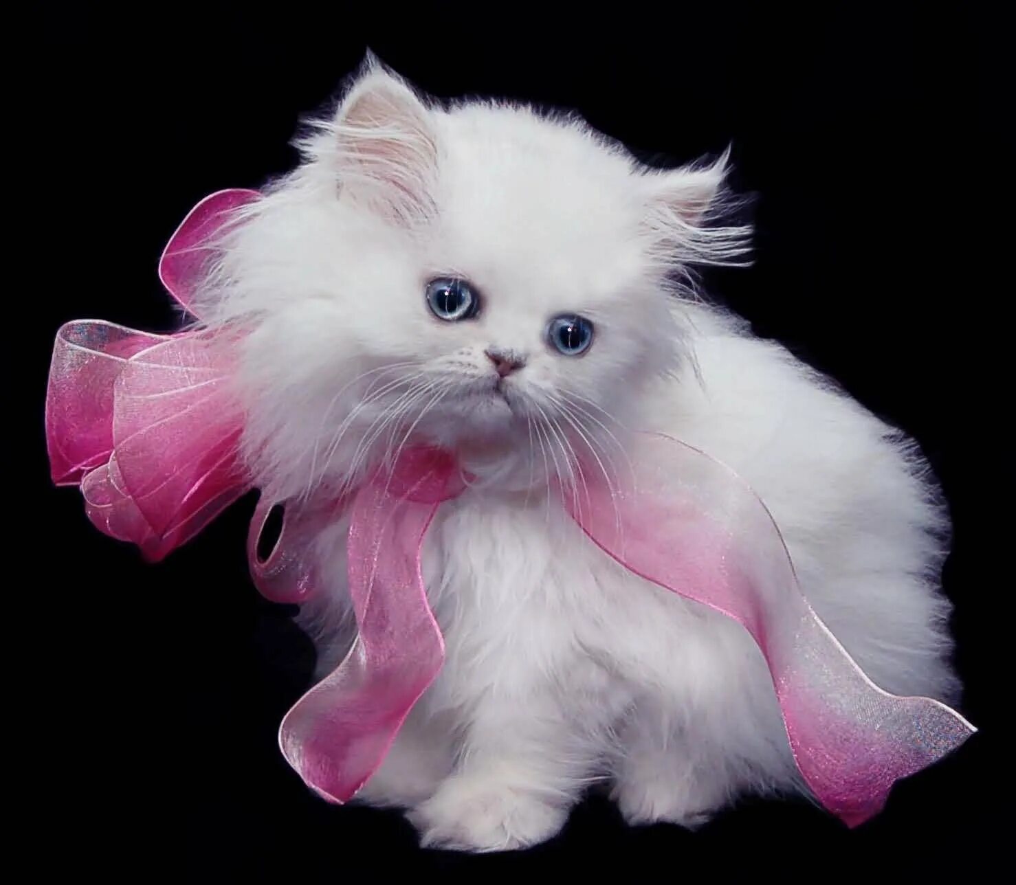 Персиан Кэт. Красивые котята. Котенок с бантиком. Персидские коты. Черно розовую кошку