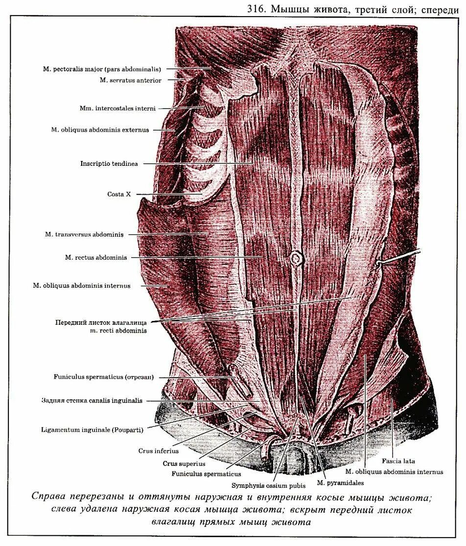 Стенка анатомия. Переднебоковая стенка живота мышцы. Мышцы передней брюшной стенки живота анатомия. Мышцы переднебоковой брюшной стенки. Мышцы задней стенки живота.