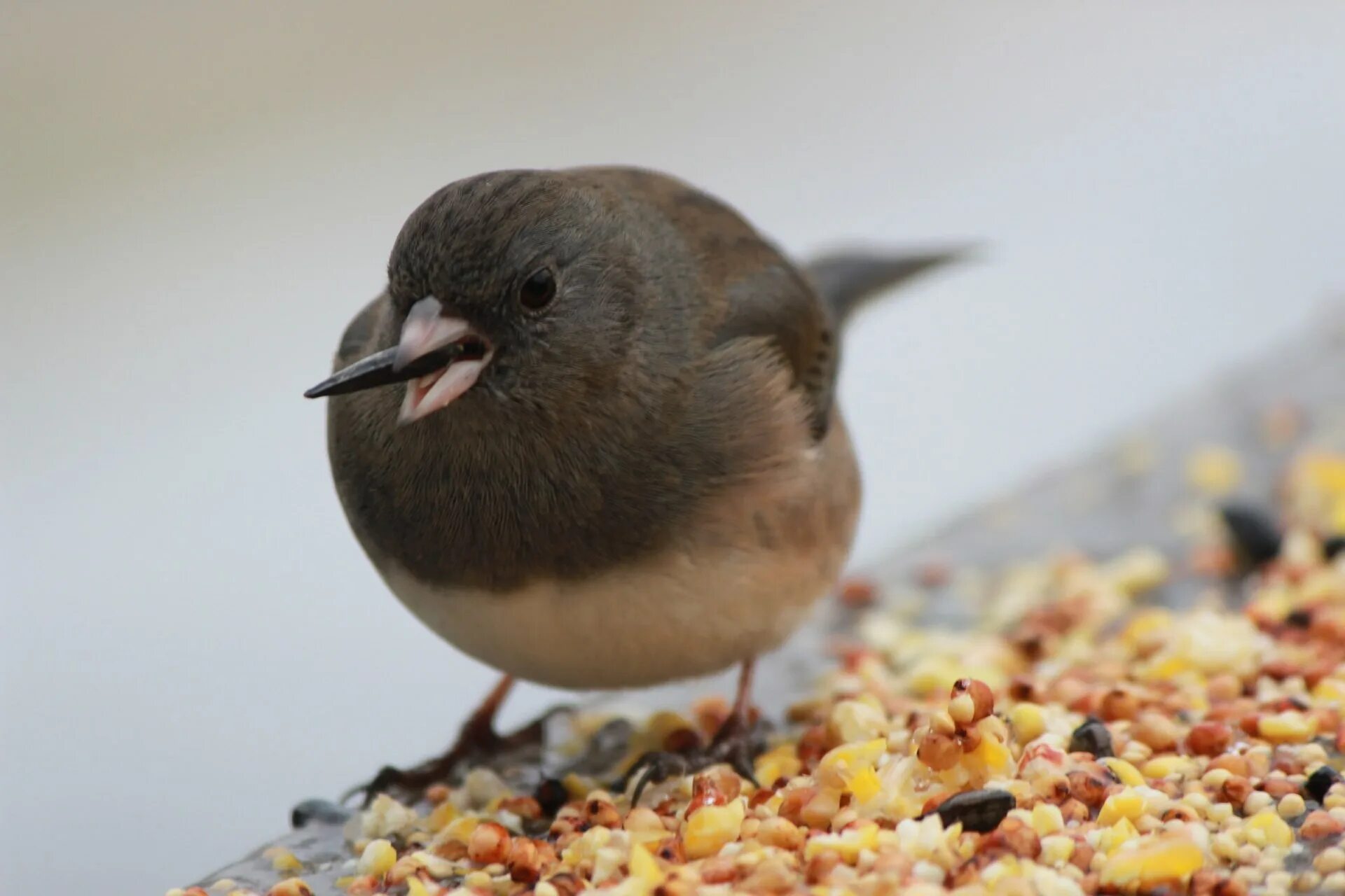 Птицы едят железо. Птицы питающиеся семенами. Птицы распространители семян. Птицы поедают семена. Семечки для птичек.