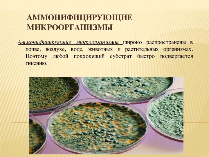 Аммонифицирующие микроорганизмы. Аммофицирщие бактерии. Бактерии аммонификаторы. Аммонифицирующие бактерии примеры. Микробиологические на аэробные микроорганизмы