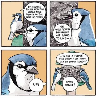 Переведи птички