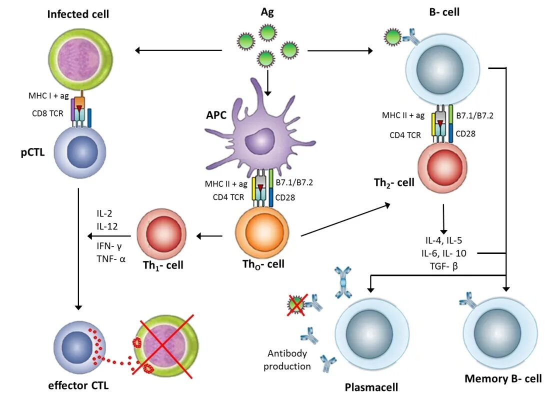 Сд лимфоциты. MHC 1 cd8. Cd4 и cd8 иммунный ответ т лимфоциты. Cd4 cd8 клетки. Cd4 лимфоциты это.