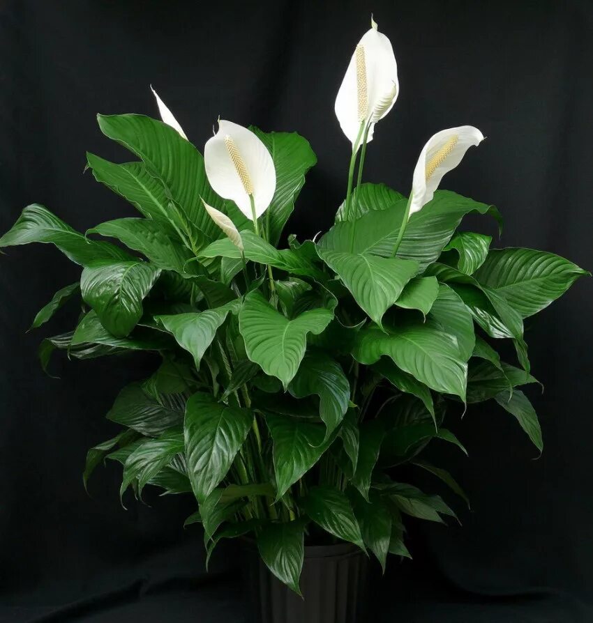 Разновидности спатифиллума фото. Спатифиллум Уоллиса (Spathiphyllum wallisii). Белокрыльник спатифиллум. Спатифиллум обильноцветущий Spathiphyllum floribundum. Спатифиллум Ларго.