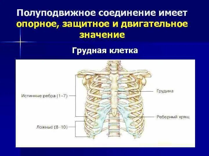 Какой группе костей относятся ребра грудина позвонки