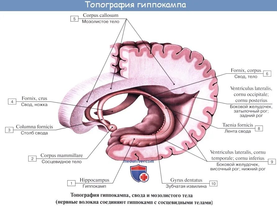 Анатоми́я и строение гиппокампа. Гиппокамп анатомия строение. Гиппокамп (часть мозга) функции. Свод мозга строение анатомия.