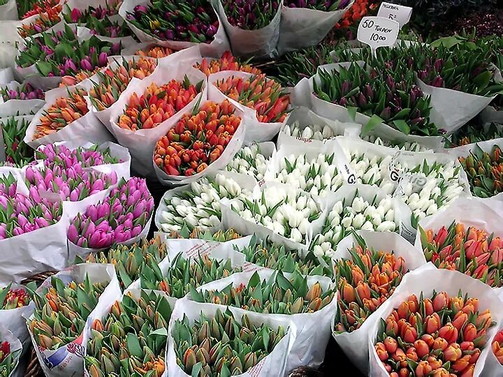 Голландские цветы срезка. Тюльпаны на рынке. Тюльпаны на складе. Много тюльпанов.