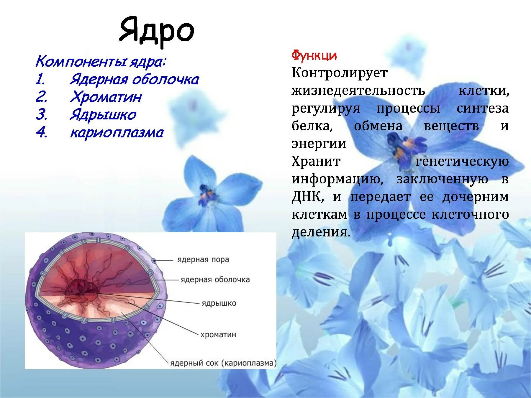 Клетка для презентации. Компоненты ядра. Процессы жизнедеятельности клетки регулируются в:. Строение клетки. Какое значение ядра в жизнедеятельности клетки