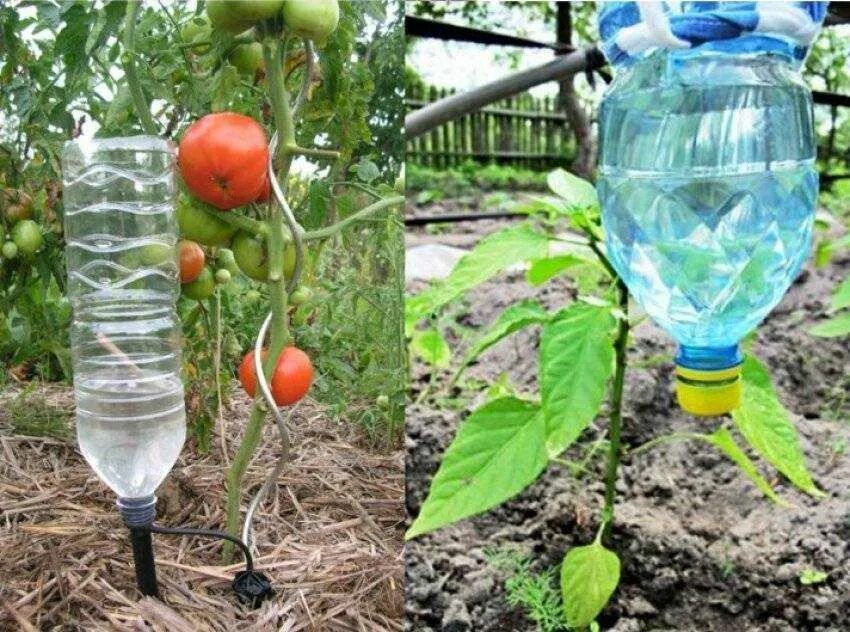 Капельный полив из бутылки. Автополив из капельницы в теплице. Капельный полив пластиковыми бутылками. Пластиковая бутылка для полива на даче. Капельный полив бутылками в теплице.