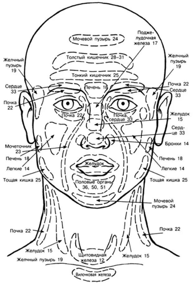 Прыщи какой орган страдает. Проекционные зоны на лице человека по Огулову. Рефлекторные точки лица по Огулову. Внутренние органы человека схема расположения на лице. Рефлекторные зоны на лице по Огулову.