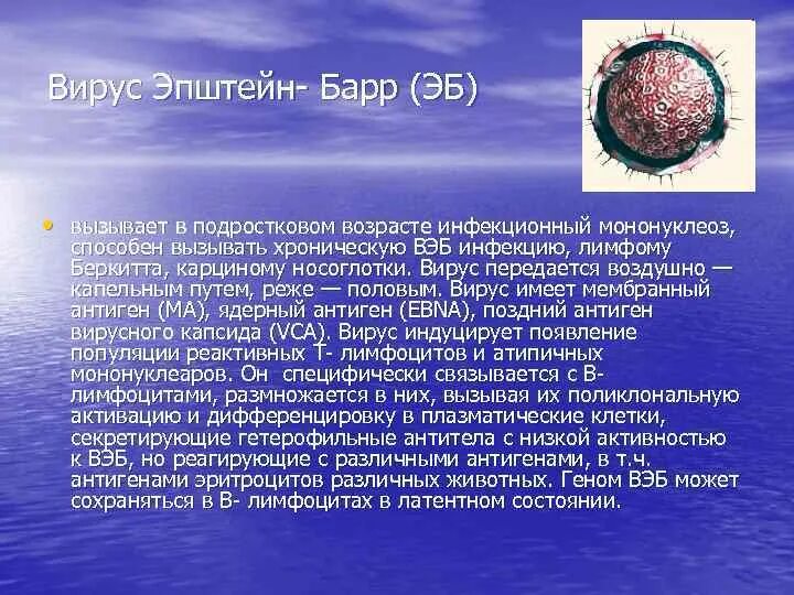 Epstein barr virus ebna. Герпесвирус Эпштейна-Барр что это. Вэб вирус Эпштейна Барр. Вирус Эпштейна-Барр вызывает. Антигены вируса Эпштейн Барра.