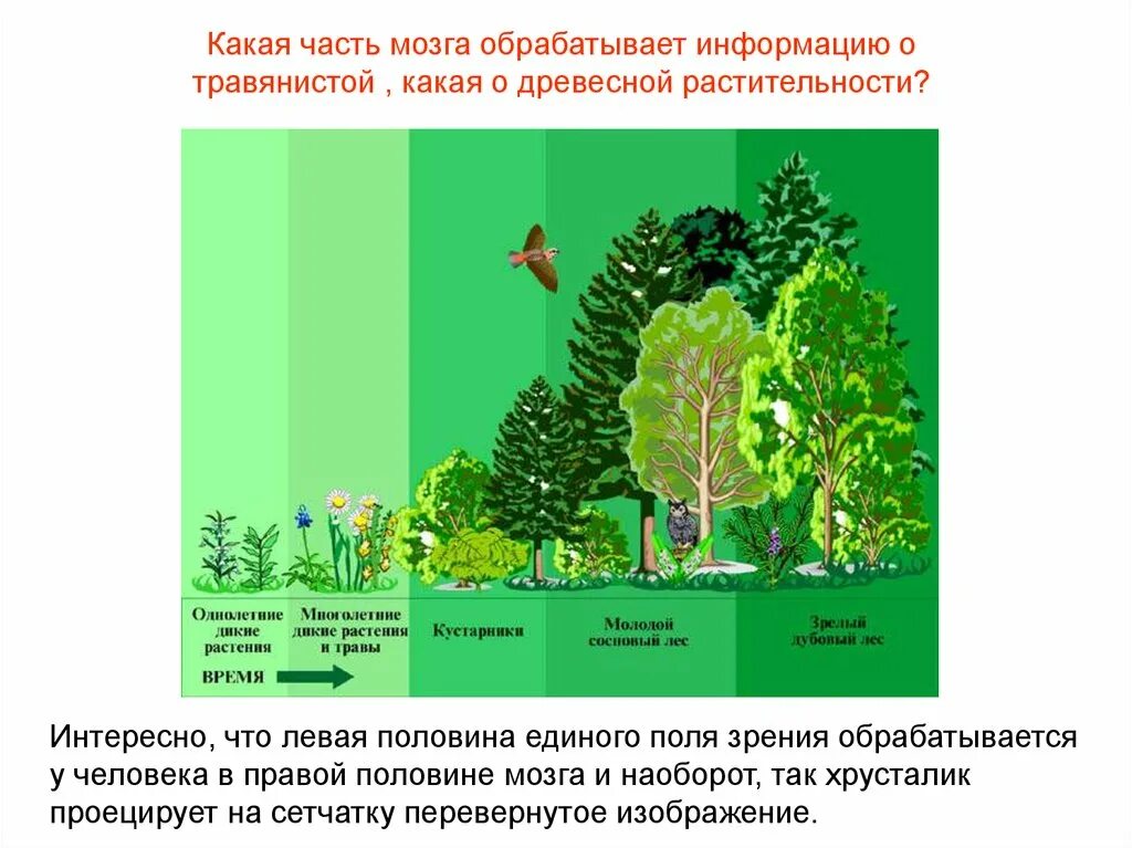 Как происходит смена сообществ. Смена экосистем. Изменение экосистемы. Типы изменения экосистем. Смена экосистем схема.