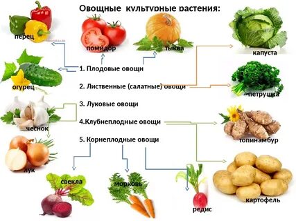 Какие овощи относятся к фруктам