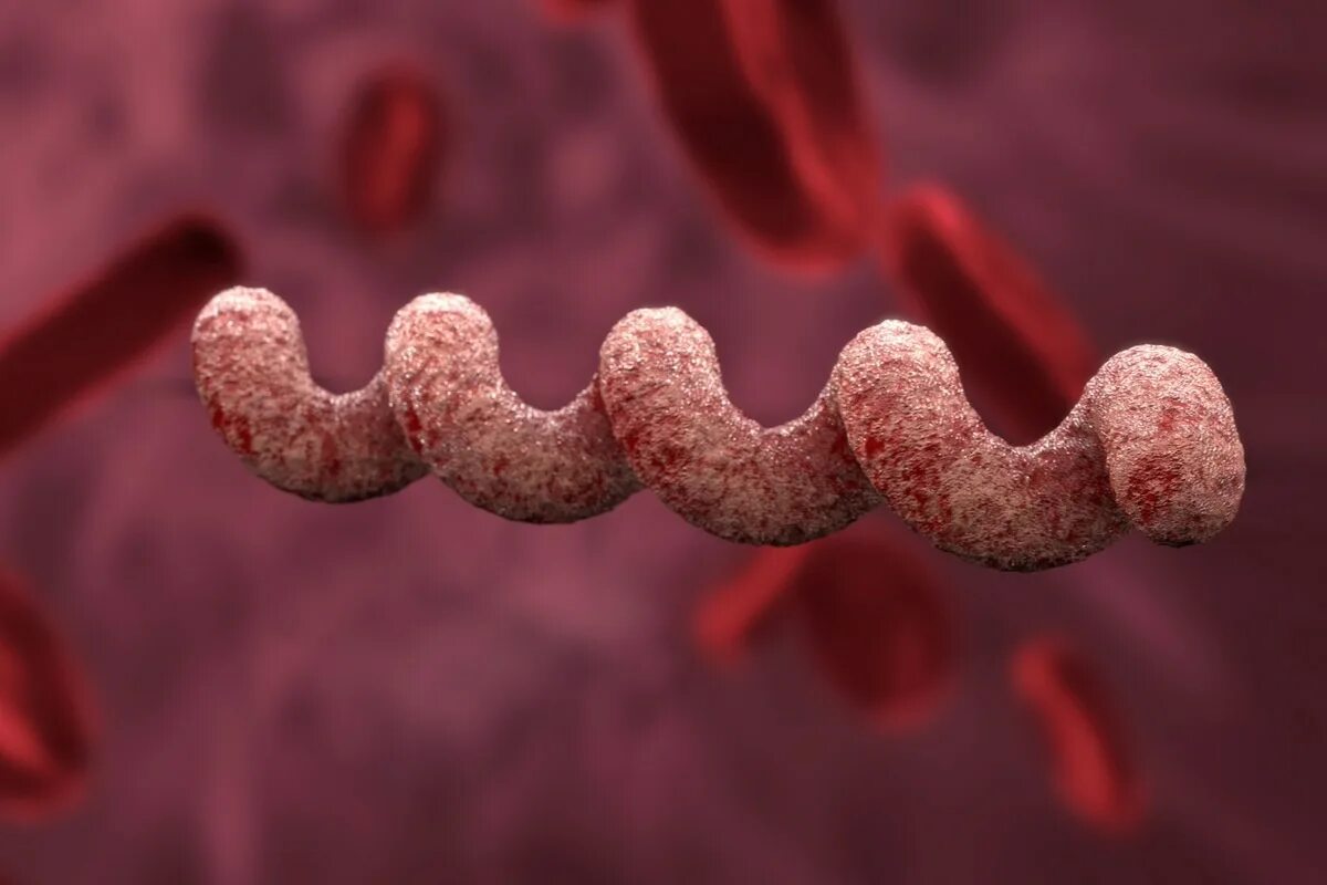 Бледная трепонема treponema pallidum. Сифилис бледная трепонема. Возбудитель сифилиса трепонема.