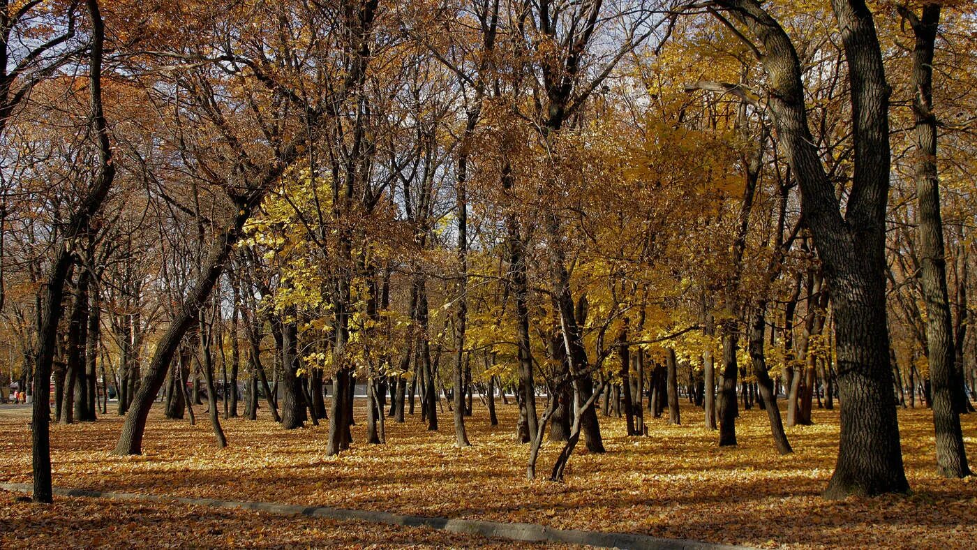 Гагаринский парк симферополь осень. Картинка гагаринского парка. Парк гагарина осенью самара. Парк гагарина осенью. Парк гагарина осенью.
