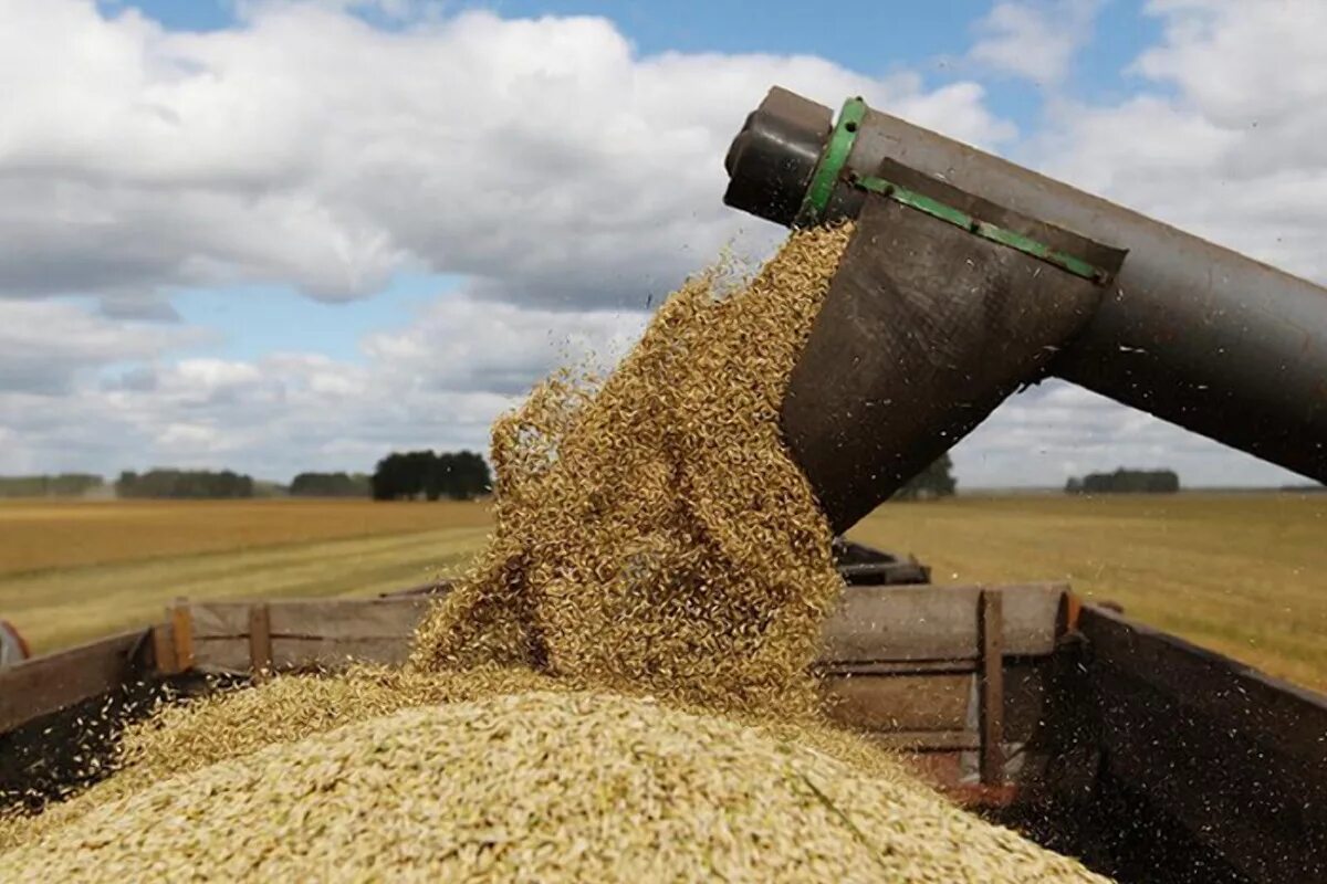 элеватор для хранения зерна. помещение для хранения зерна. склад напольного хранения зерна. склад напольного хранения зерна. склад напольного хранения зерна.
