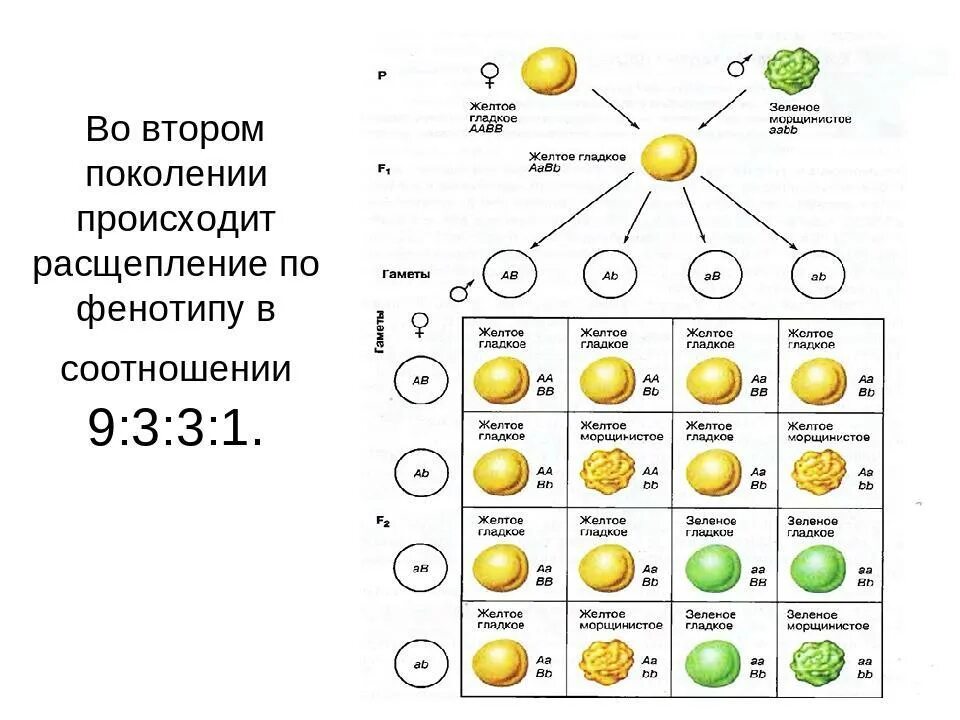 Гибриды второго поколения имеют. Схема дигибридного скрещивания гороха. Дигибридное скрещивание схема. Законы Менделя схема дигибридного скрещивания. Дигибридное скрещивание фенотипическое расщепление.