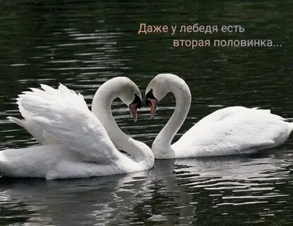 Волосатые жетілген лесбиянки бейнелері