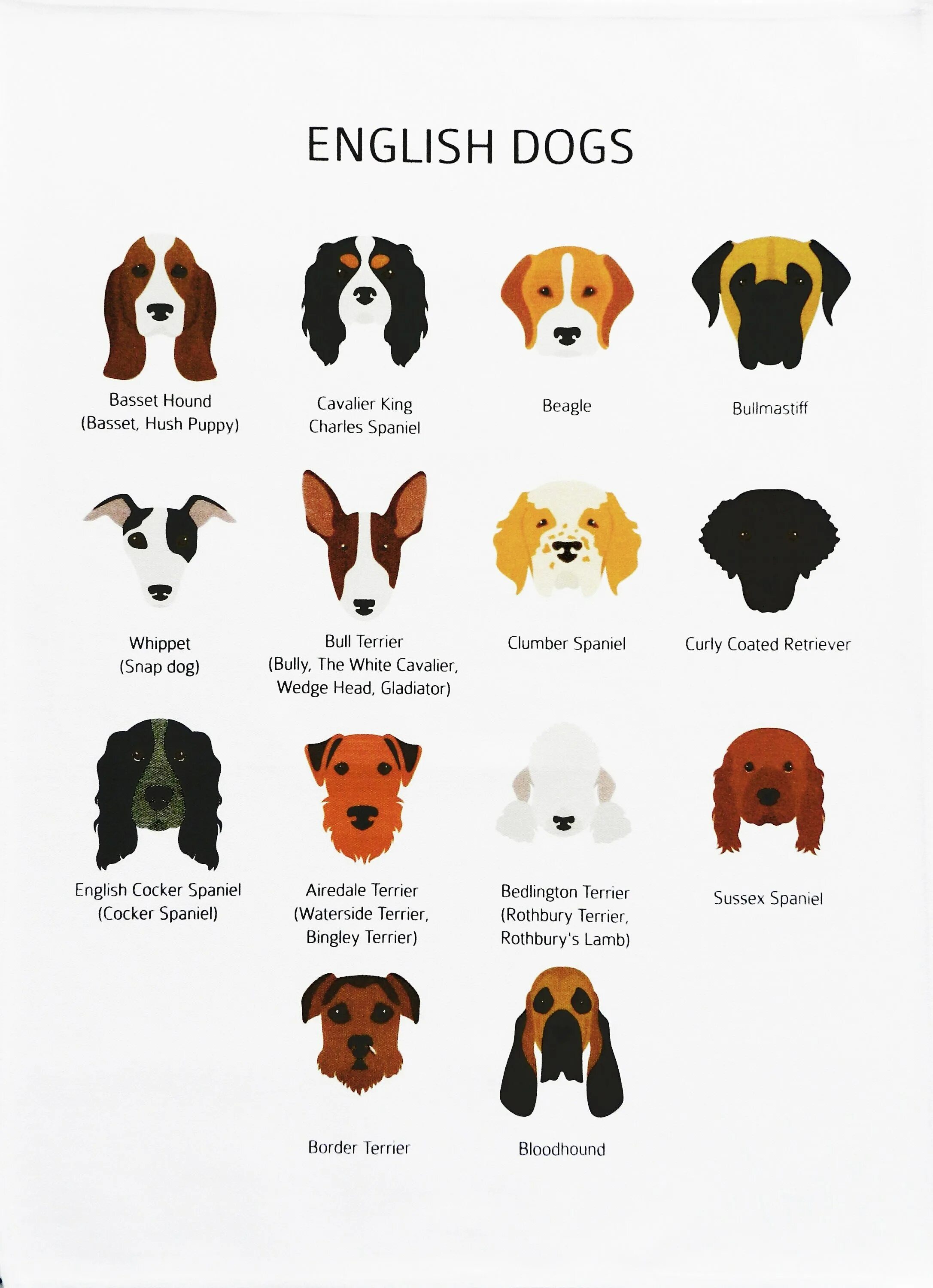 Породы собак с именами. Названия собак на английском. Породы собак по английскому. Клички для собак. Скажи по английски собака