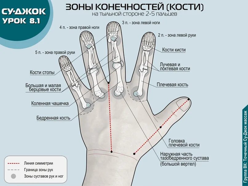 За что отвечает средний палец левой. Зоны соответствия су джок на ладони. зоны руки. указательный палец меридиан. меридианы су джок на руке.