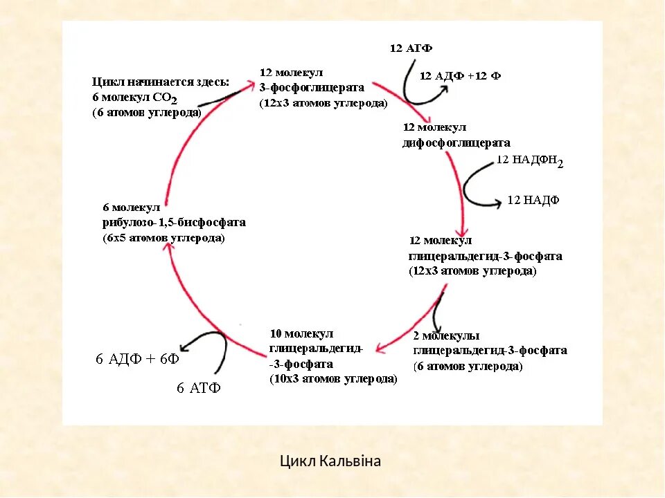 Протекают реакции цикла кальвина. Цикл Кальвина в фотосинтезе схема. Темновая фаза цикл Кальвина. Цикл Кальвина и цикл Кребса. Цикл Кальвина в фотосинтезе формула.