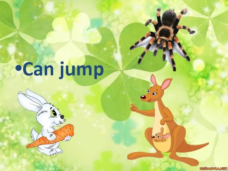 Животные урок 5 класс. Животные на уроке. Красочная презентация животные. Can Jump. Animals can Jump.