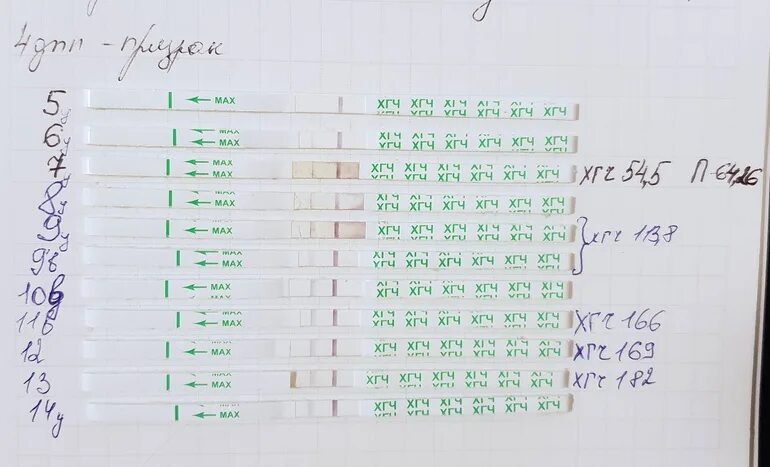 Уровень ХГЧ по дням тест. Тесты ХГЧ по дням цикла. Динамика ХГЧ В моче. Уровень ХГЧ при беременности по дням.