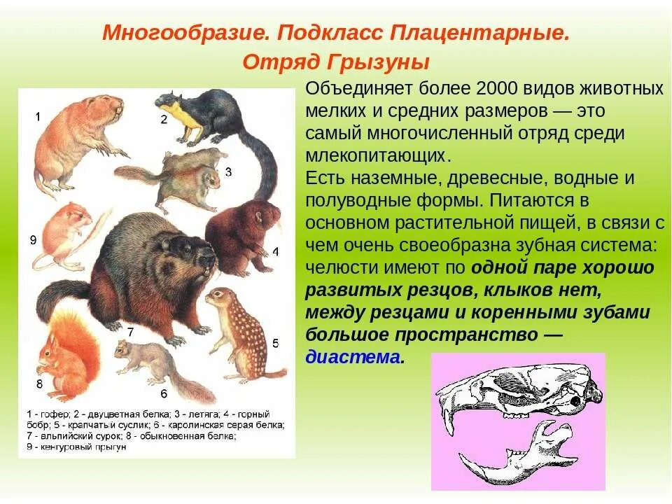 Насекомоядные характерные признаки. Общая характеристика плацентарных млекопитающих. Отряды подкласса плацентарные. Отряды плацентарных млекопитающих 7 класс. Представители высших плацентарных млекопитающих.