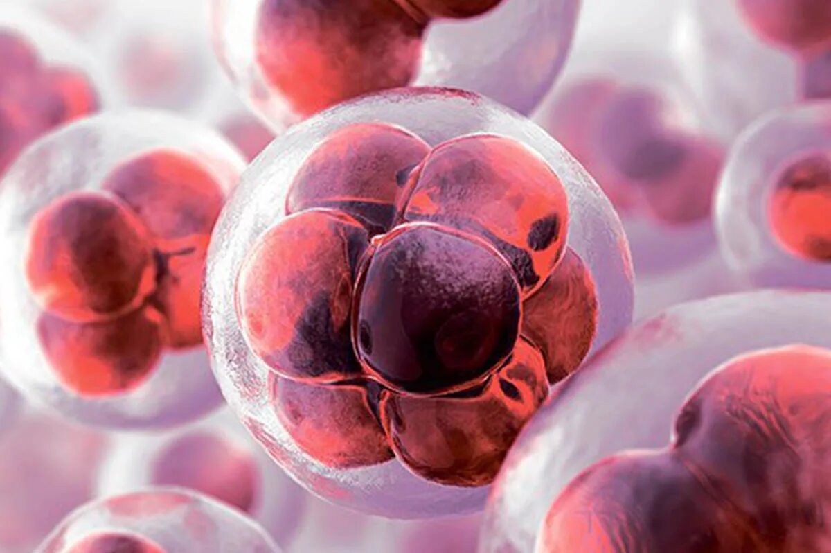 J stem cell