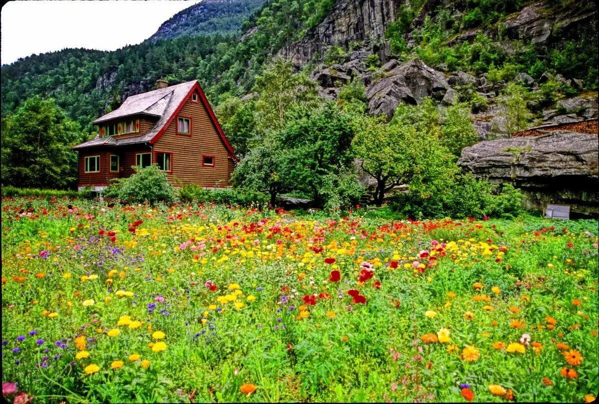 Луга в 4 доме. Альпийские Луга Швейцария Альпийские Луга Швейцария. Альпийские Луга Швейцария осень. Альпийские Луга Швейцария дом. Альпийские Луга Норвегии.