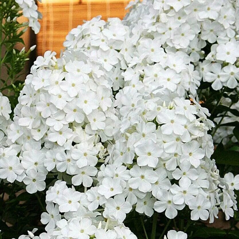 Названия белых многолетних цветов. Флокс Fujiyama. Флокс метельчатый Фудзияма. Флокс метельчатый Fujiyama. Флокс метельчатый.