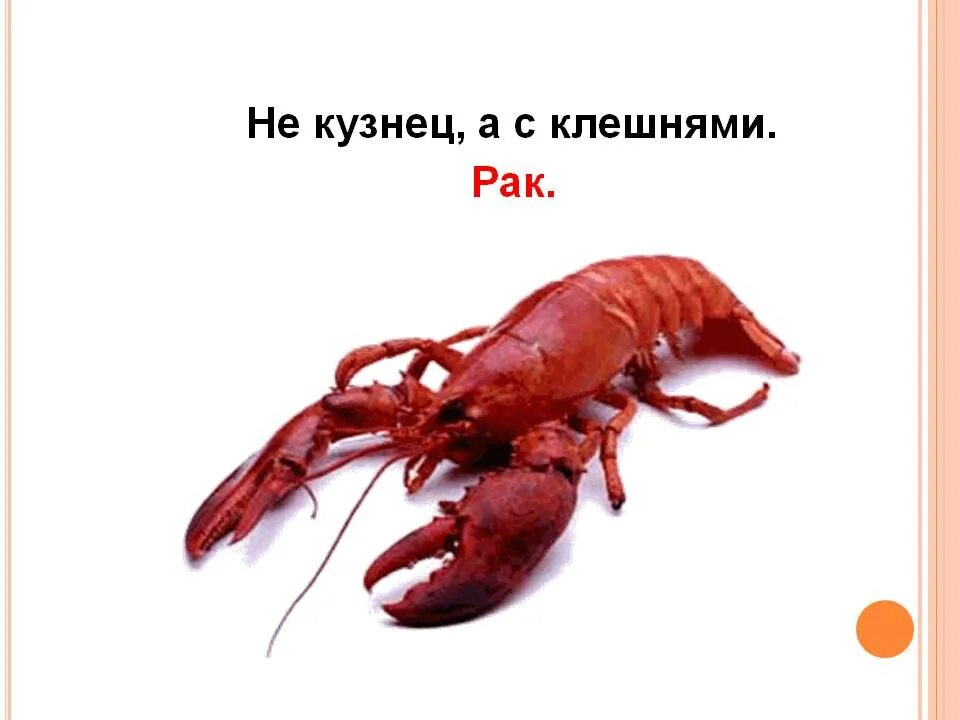 Не кузнец а с клешнями. Лобстер живой. Загадка про Рачков. Загадки по онкологии. Стихи про раков