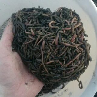 Зеленых червяков