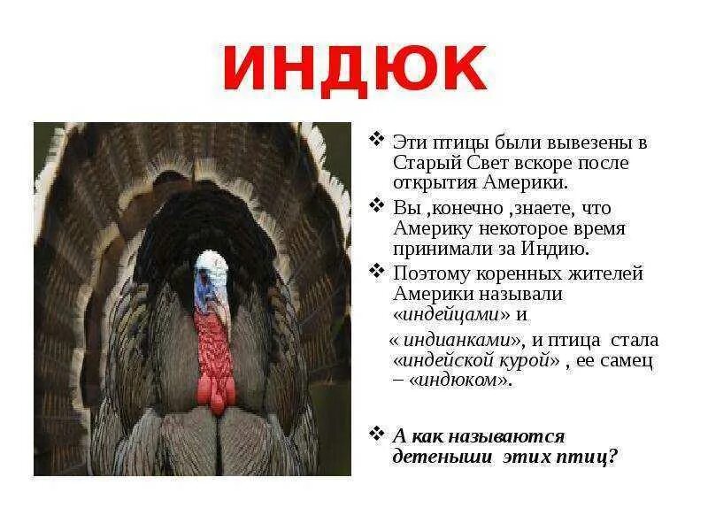 Индюк рассказ. Факты о индюках. интересные факты о индюках. индюк описание птицы. сообщение о индюке.
