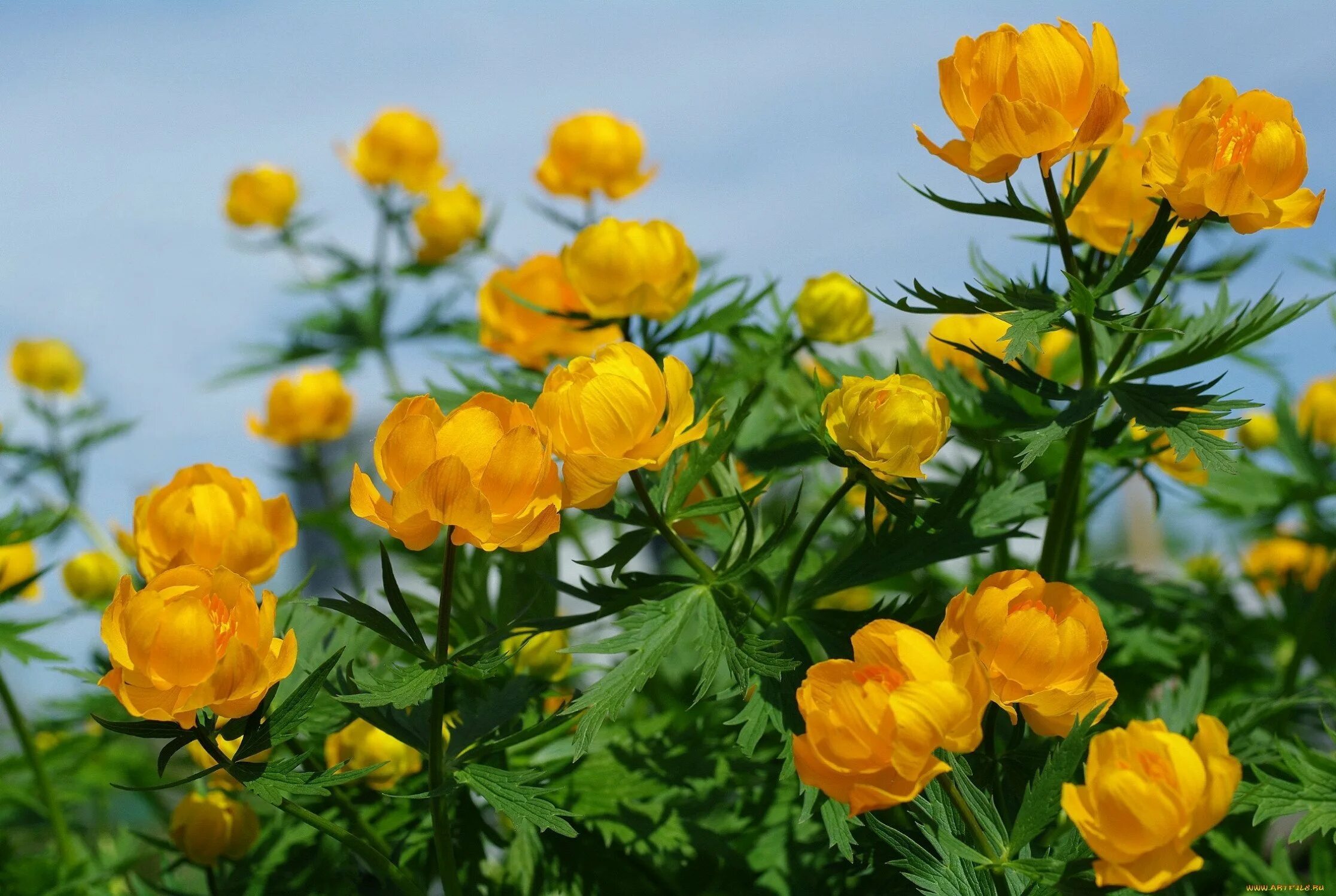 Италмас сайт. Купальница (trollius). италмас купальница европейская. купальница европейская цветок. купальница ледебура.
