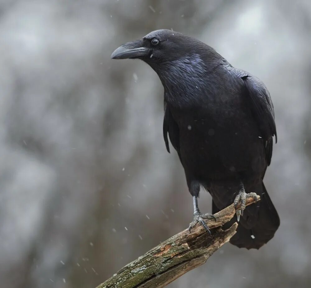 Иссиня-черный грач. Черно серая ворона. Серая ворона птица. Воронею. Птицы в египте ворона.