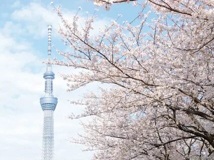 Tokyo sky tree