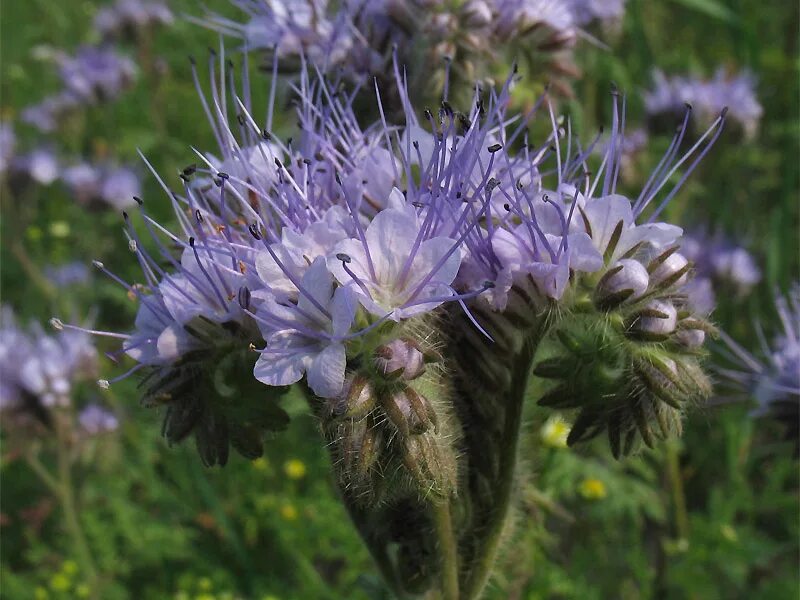 Фацелия рябинколистная. Фацелия пижмолистная Phacelia tanacetifolia. Фацелия Радуга. Растение фацелия медонос. Фацелия фото цветов