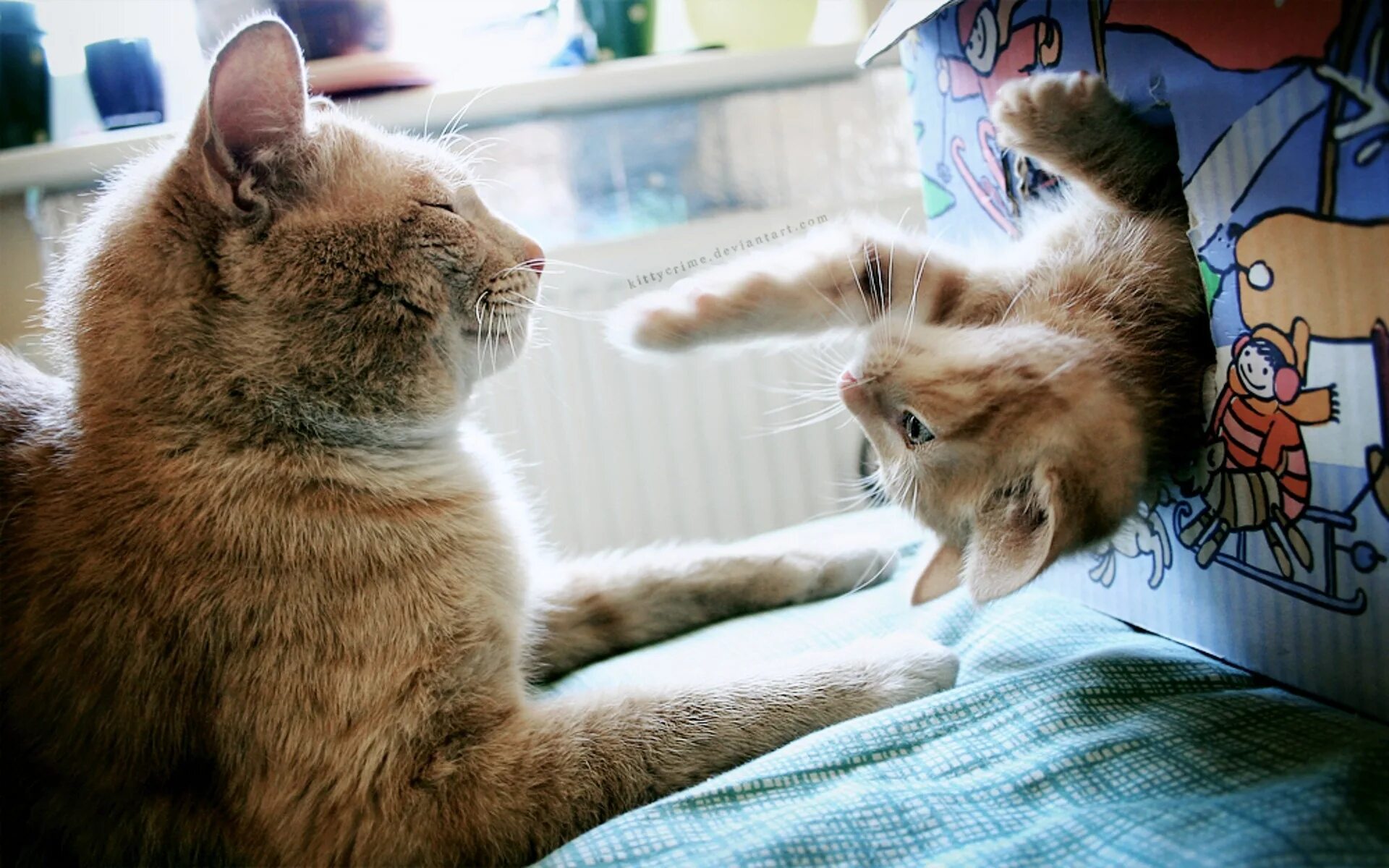 Веселые кошки. Смешные котята. Смешной кот. Котята смешные игривые. Кошка мама играть