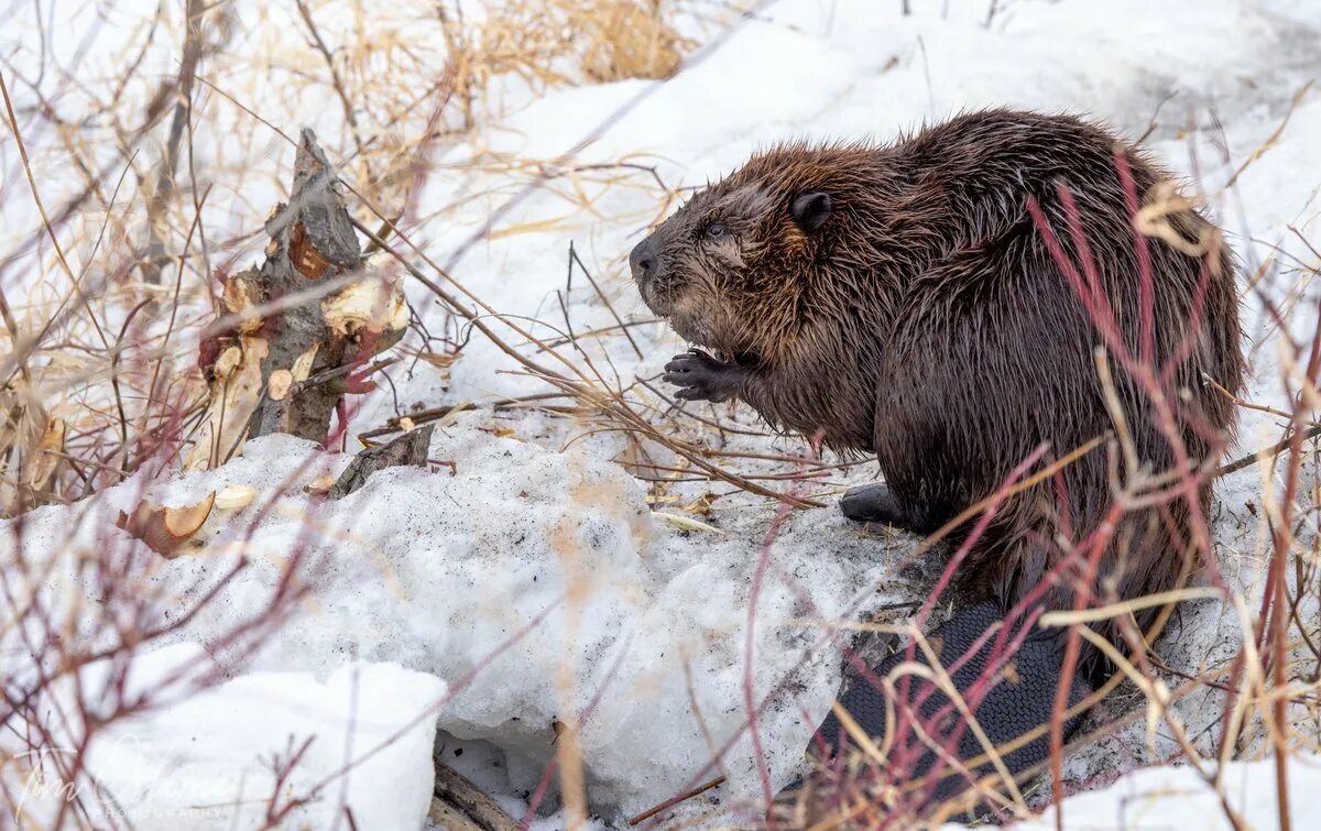 Жирные бобры. Бобр работа вакансии бобруйск. Бобер бобриха и бобренок. Бобры скульптура. Бобр работа вакансии бобруйск.