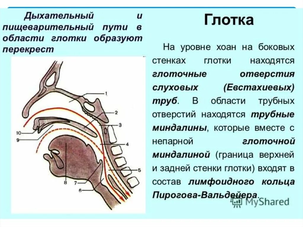 Глотка переходит. Дыхательные и пищеварительные пути. Перекрест дыхательных и пищеварительных путей. Глотка и дыхательные пути.