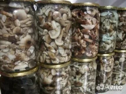 Авито грибы маринованные
