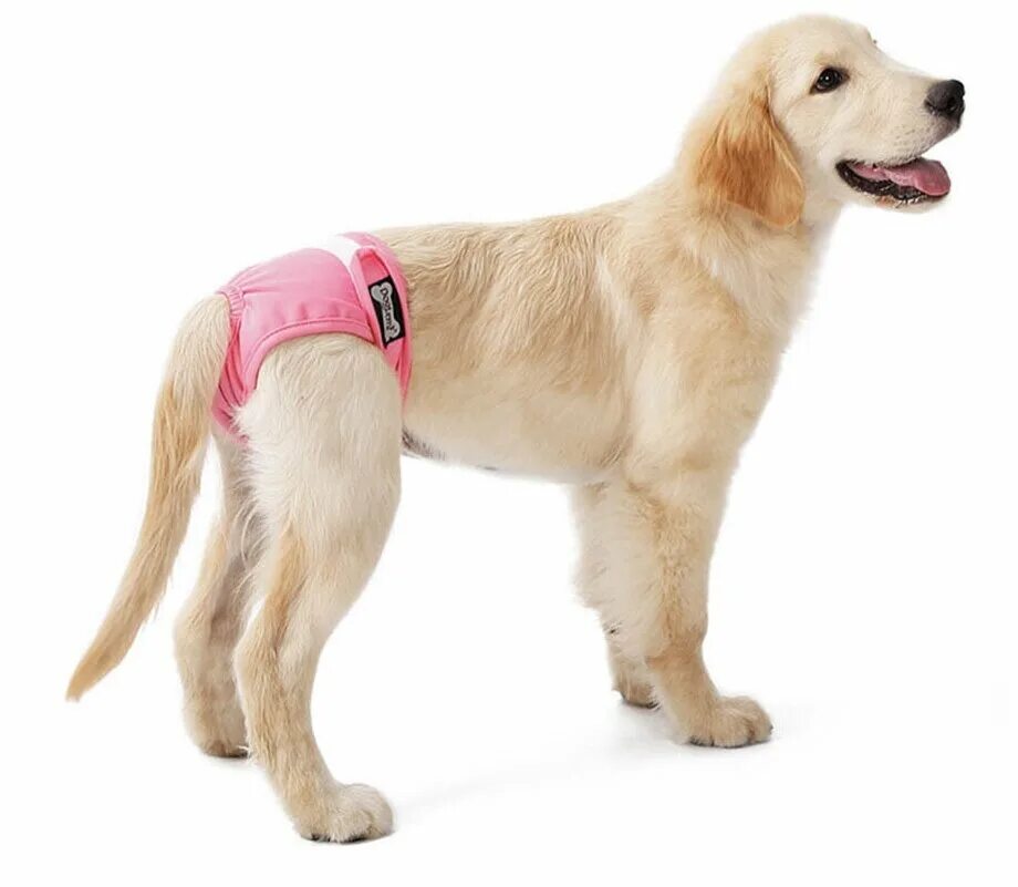 Собака в нижнем белье. Памперсы для собак. Трусы для собак. Собака трус. Памперсы для собак.