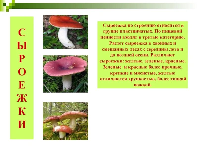Какой признак внешнего строения сыроежки указывает на. Строение гриба сыроежка. сыроежка шляпка снизу. строение сыроежки.