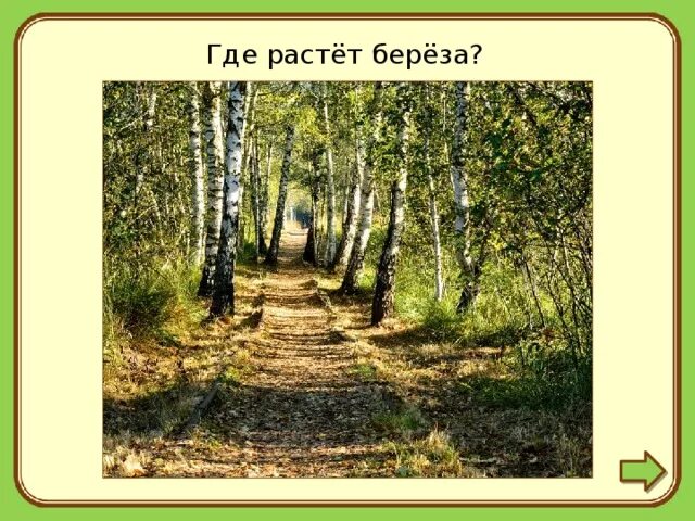 Береза в странах растет береза. Где растут березы. Что растет на Березе. Где произрастает береза. Где растут березы карта.