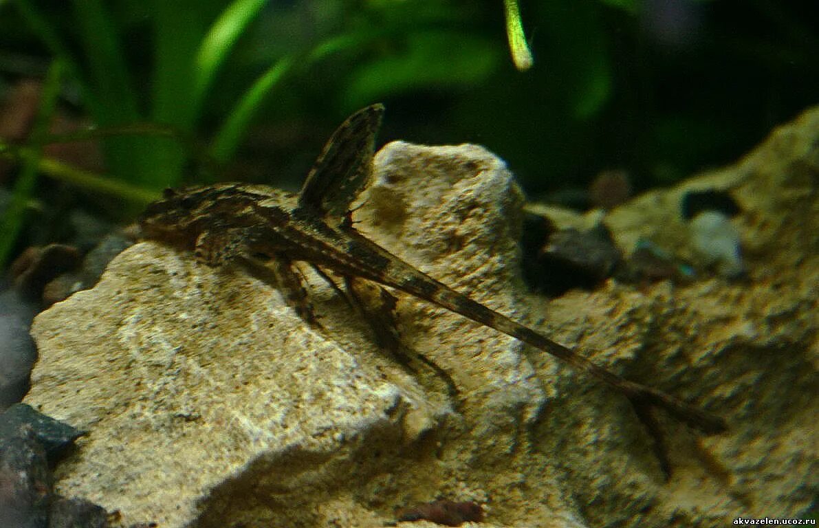Лорикария перуанская (Rineloricaria lanceolata) купить за 451 руб. - ZOOMIX