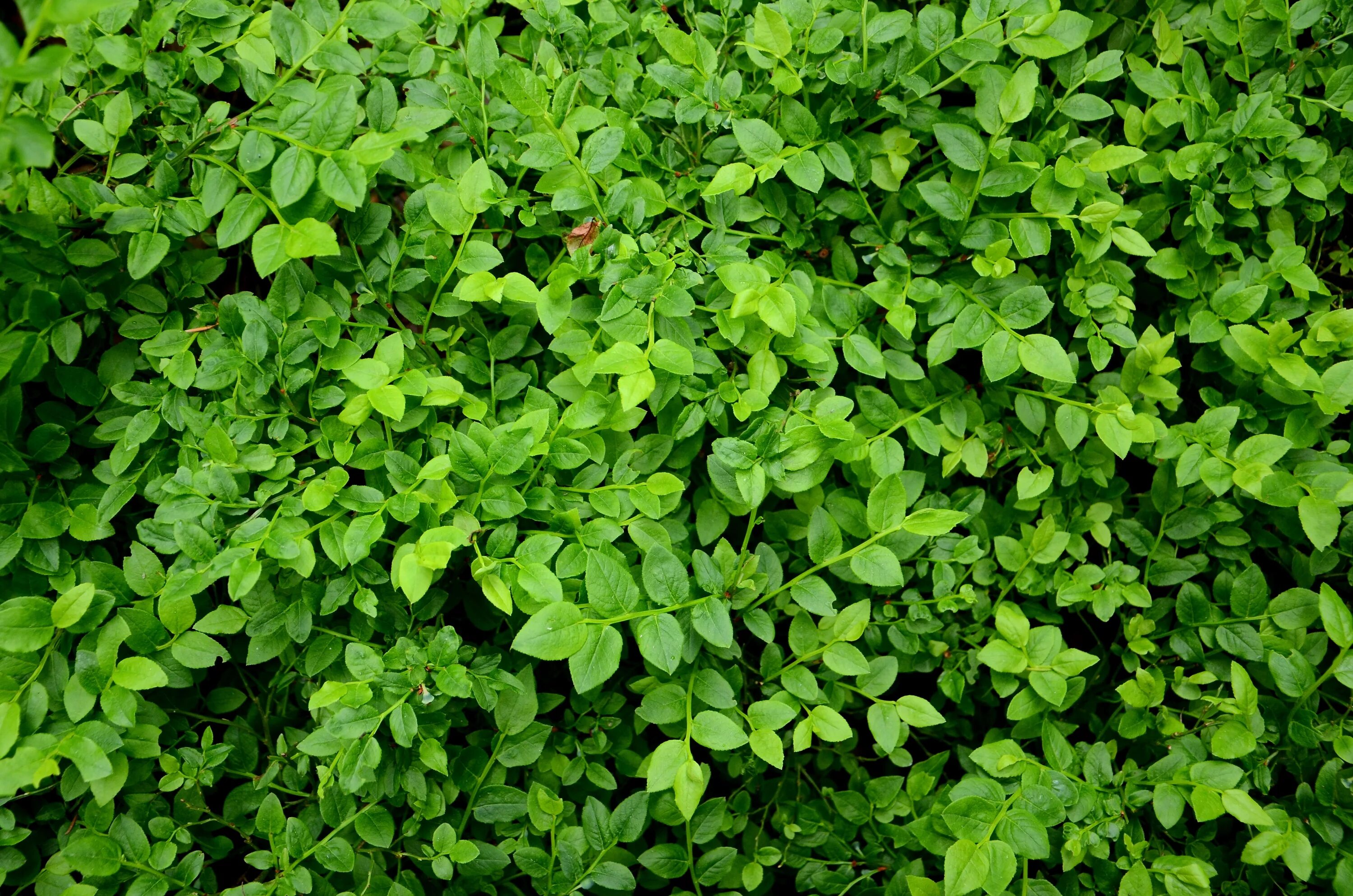Трава с маленькими листьями. Клевер кустарник. Зеленый куст. Текстура куста. Мелкие листья.